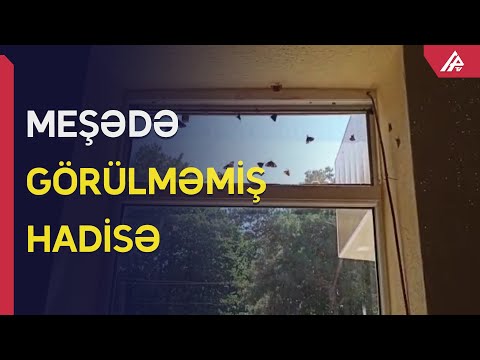 Video: Maral dizellə isladılmış qarğıdalı yeyəcəkmi?