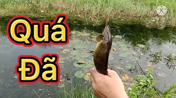 Ninh Cuchi| Câu Rô| Trê Vàng Ở Mỹ Bình Long An