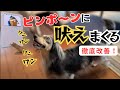 【犬しつけ】ピンポンに吠えるワンちゃんと実践練習！！