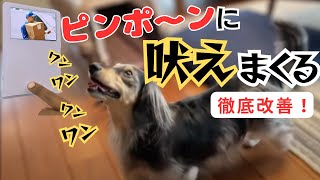 【犬しつけ】ピンポンに吠えるワンちゃんと実践練習