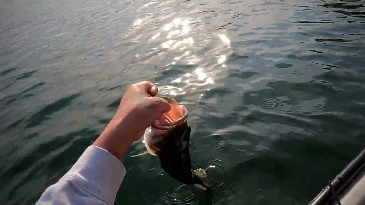 Bass fishing at Cowans Ford dam