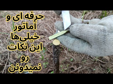 پیوند درخت سیب در فصل پاییز و اصول فنی بالا بردن موفقیت در این کار