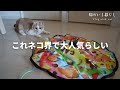 猫界で大人気の電動おもちゃを献上しました【猫壱のキャッチ ミー イフ ユー キャン2】