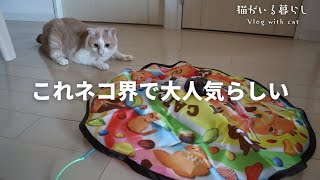 猫界で大人気の電動おもちゃを献上しました【猫壱のキャッチ ミー イフ ユー キャン2】