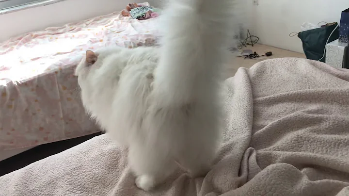 Video 1266501: white turkish angora, beautiful turkish angora