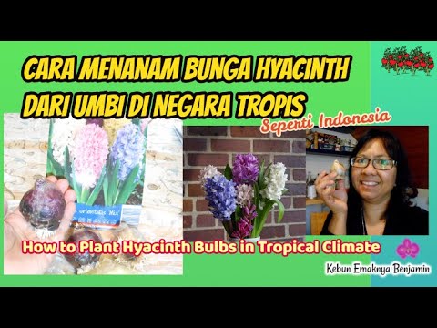 Cara Menanam Bunga Hyacinth dari Umbi di Negara Tropis