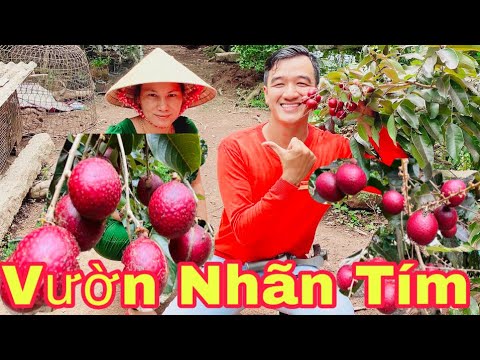 Video Vườn Nhãn Tím Đẹp Độc Đáo Tại Vĩnh Long | Khương Nhựt... - youtube