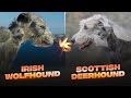 Irish Wolfhound vs Scottish Deerhound: Detailed Comparison