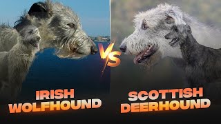 Différence entre Irish Wolfhound et Scottish Deerhound