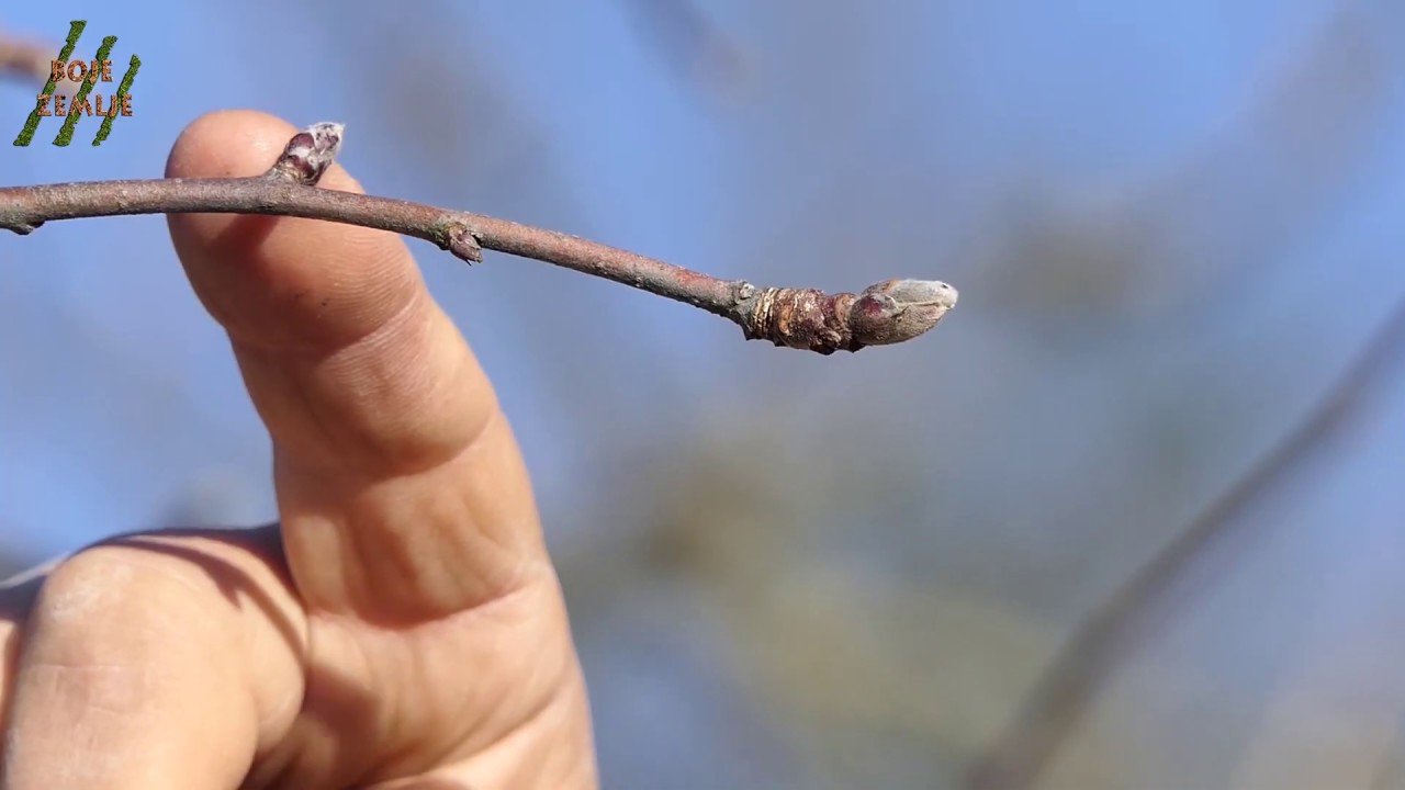 BOJE ZEMLJE Rezidba voćaka