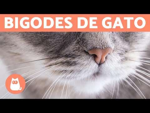Vídeo: Por Que Os Gatos Têm Bigodes?