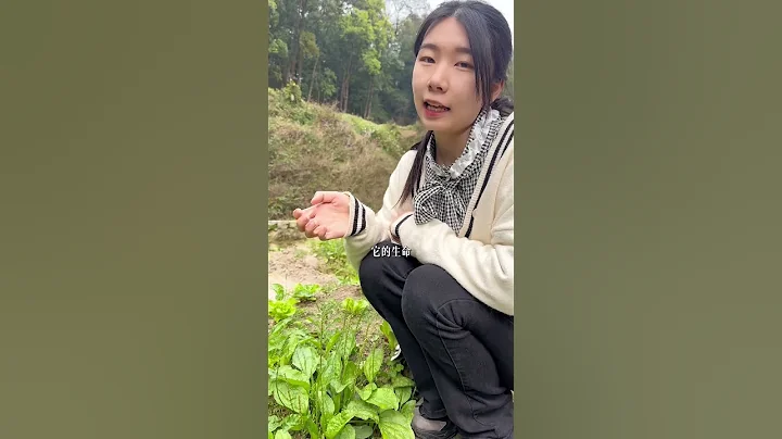 有故事的車前草，作為野菜，價格也不低哦。 - 天天要聞
