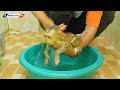 Poor Baby Animal | Orphan Baby Monkey Taking Bath In Basket First Time