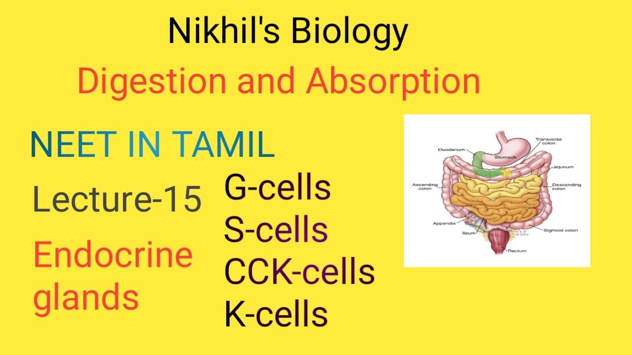 Human Physiology in Tamil Digestion and Absorption Lecture15