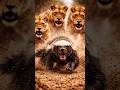 Honey Badger vs Lion Pride | One Warrior, No Fear
