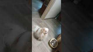 Funny dogs #dog #25 #Japanese chin