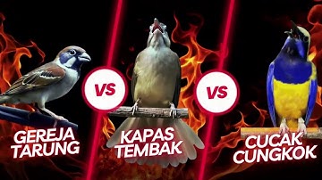 MASTERAN EXTREME CUCAK CUNGKOK VS GEREJA TARUNG TUNGGAL VS KAPAS TEMBAK JERNIH PANJANG JEDA NATURAL
