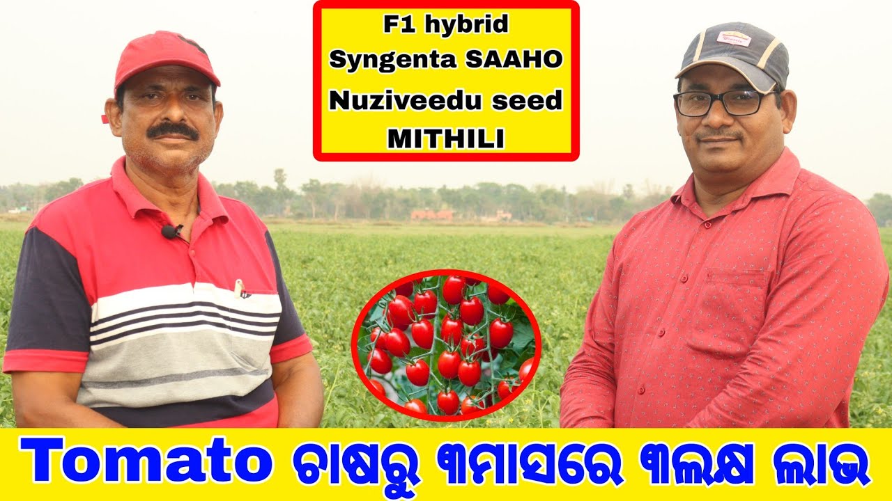 Tomato ଚାଷରୁ 3ମାସରେ 3ଲକ୍ଷ  ଲାଭ  Hybrid Tomato ଚାଷ