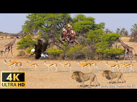4K African Wildlife: Masoala National Park, Africa - Scenic Wildlife Film With Real Sounds