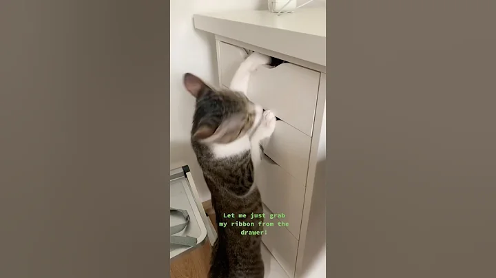 Watch the video about #cat #turkishcat #catvideos #streetcats #kitten #happycats