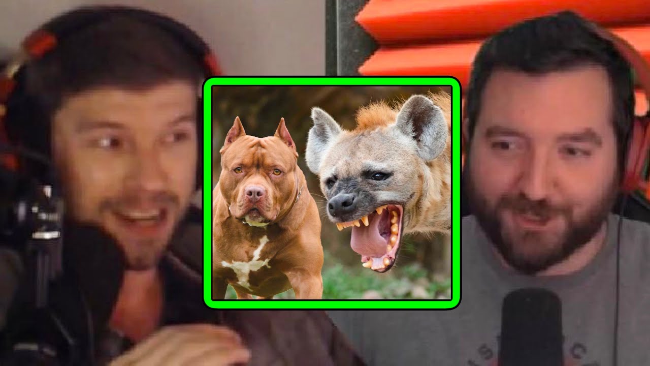 Hyena vs. Pitbull: Who Would Win? - YouTube