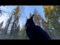 Жизнь с вороном в России / Life with a raven in Russia