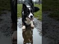 🐶 Dog Shocked By His Own Reflection In Puddle! 😂 #minimalanimal #wildlife #viral