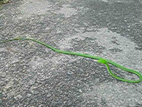 Green Vine Snake -(Ahaetulla nasuta)- Video by Jac...