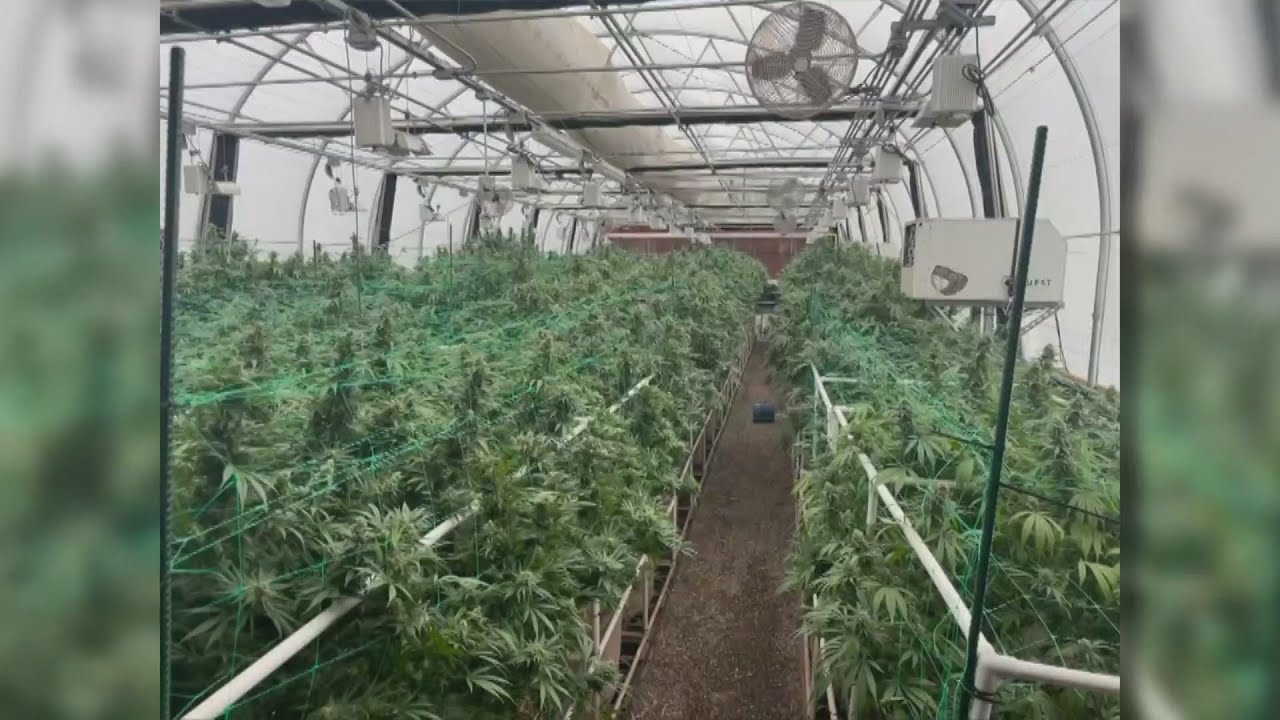 New Mexico dispensary prepares for legalization of recreational