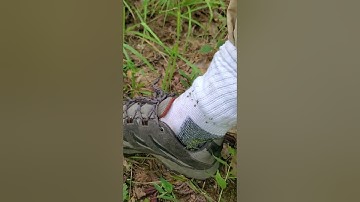 Ticks verse permethrin in action