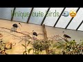 Unique cute birds 🐦🤩 #birds #animals #peace