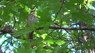 Hermit Thrush After the Rain  Soundscape