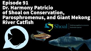 Download Lagu Ep. 91 - Dr. Harmony Patricio of Shoal on Conservation, Parosphromenus, and Giant Mekong River Catfi