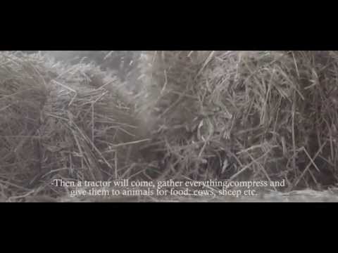 ვაზს მიღმა