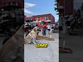 Dog Picks up Kid From School 🤯