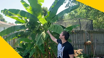 Are banana trees hard?