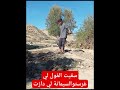 سقيت الفول لي غرست السيمانة الفايتة المغرب البادية المغربية الزيتون حديقة المنزل الجزائر