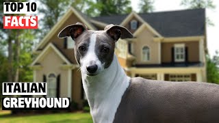 Italian Greyhound | Top 10 Facts