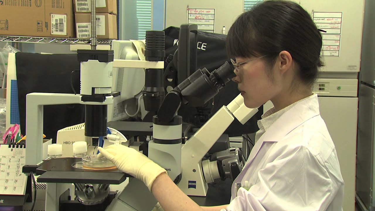 Stem Cell Transplantation by the American Macular Degeneration