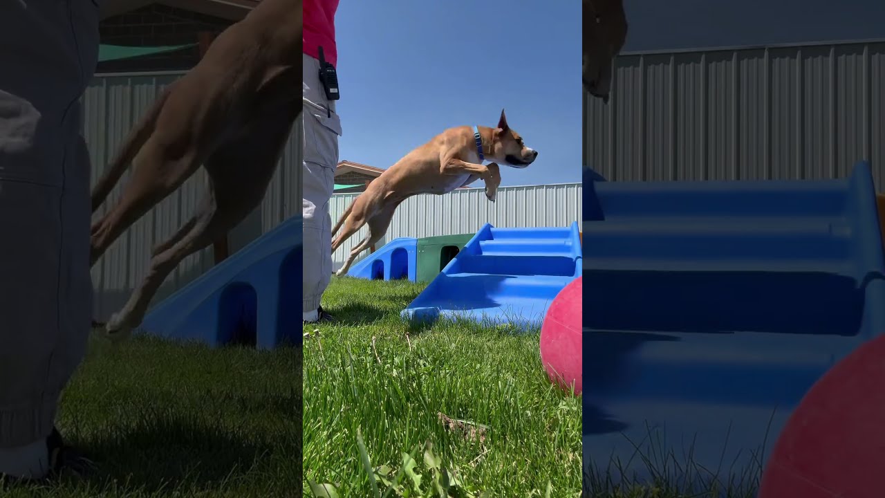 Idk What To Postttt Dog Dogcommunity