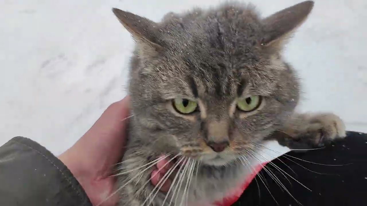 Съездил погостить в деревню 