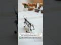 No way! Oblivion SPOTTED a ROBOT DOG at the SHOPPING MALL 😳👀#oblivion #mexico #shorts #viralvideo