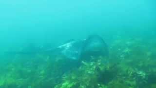 South Coast NSW Diving - Random Snippets by Luke Walks 13 views 8 years ago 4 minutes, 54 seconds