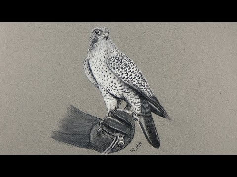                                .       .How to draw a falcon with 