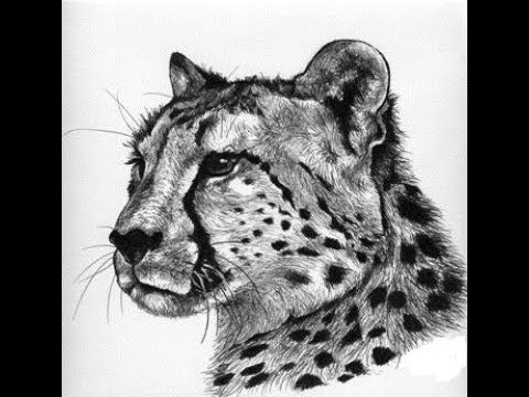 cheetah Archives - MNaitoDesigns - Keeping it real, one drawing at a time.
