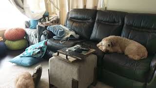 Crazy Puppy Wheaten Terrier Post-Bath Zoomies