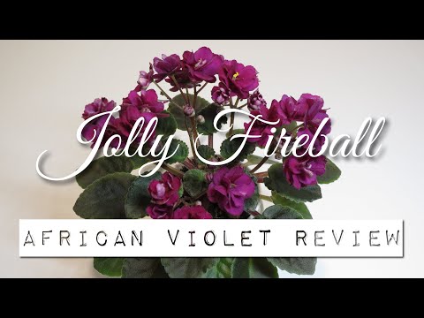 Video: Mini-violets (46 Fotoattēli): šķirnes Little Rick Un Jolly Jubilee, Jolly Fireball Un Jolly Andrea, Little Caboose Un Jolly Sun Chaser, Aprūpe Mājās