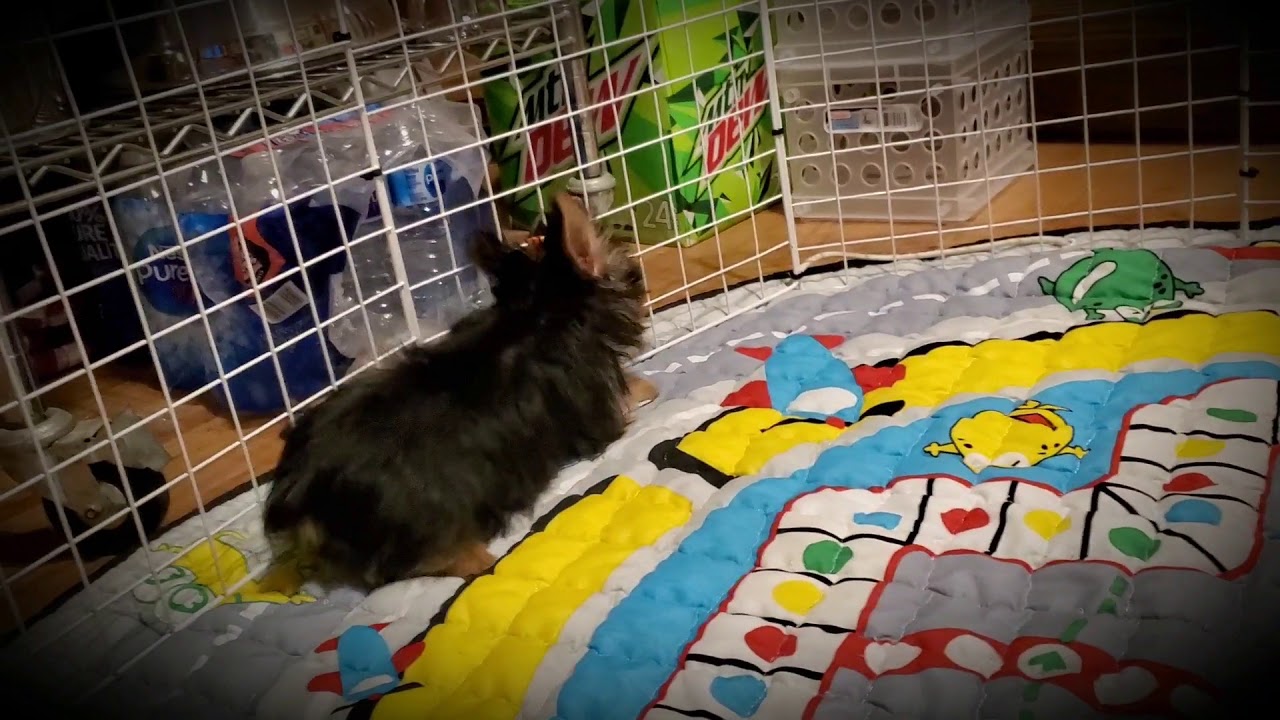 Silky Terrier Puppies at play here at ToyBox Puppies in