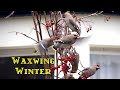 Waxwing winter