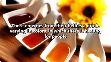 Surah An-Nahl [The Bee] | سورة النحل